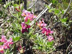 Acmispon grandiflorus grandiflorus