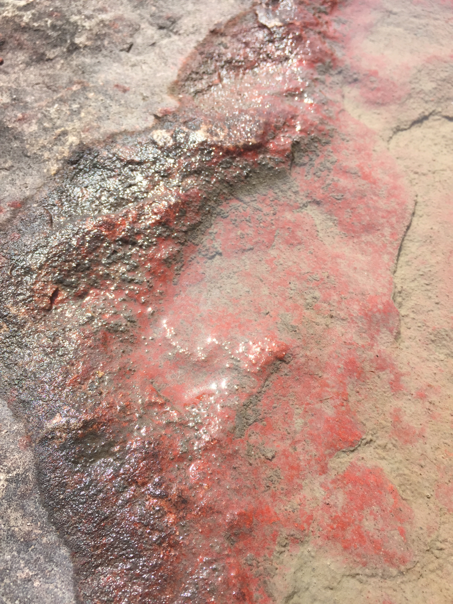 Rhodellophyceae