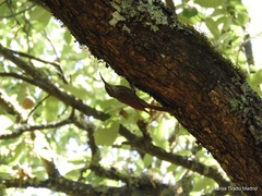 Lepidocolaptes leucogaster