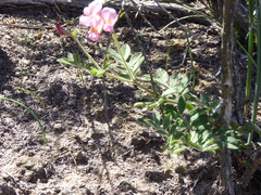 Acmispon grandiflorus grandiflorus