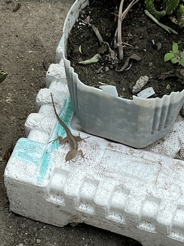 Brown Anole