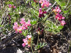 Acmispon grandiflorus grandiflorus