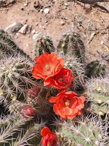 Echinocereus coccineus transpecosensis
