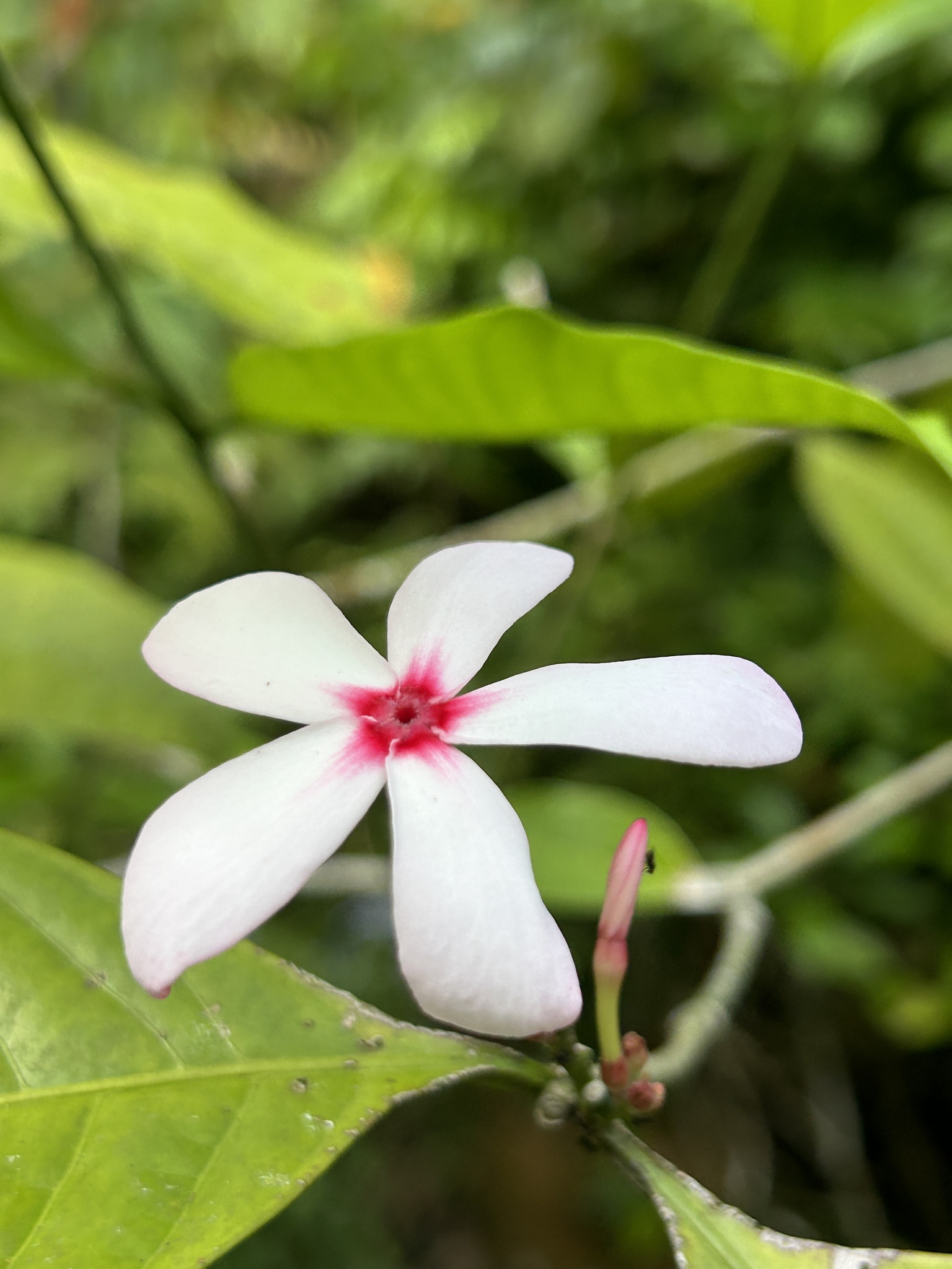 Imagem de Jasmim-de-madagascar