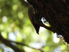 Lepidocolaptes leucogaster