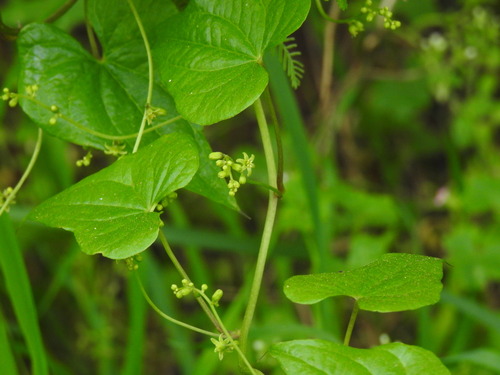 Dioscorea communis (Dioscorea communis)