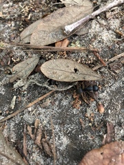 Image of Camponotus pennsylvanicus