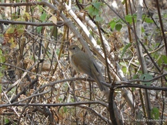 Catharus occidentalis