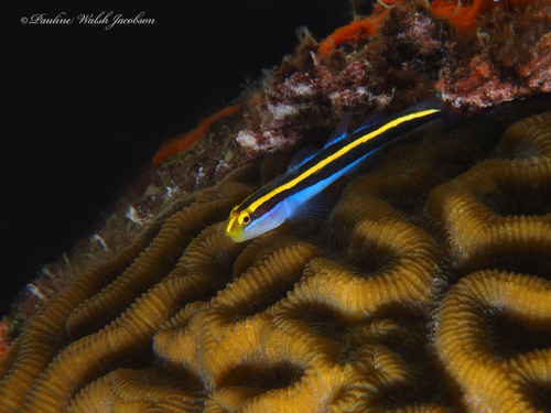 Photo of Yellowprow goby (Elacatinus randalli)