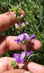 Collinsia concolor