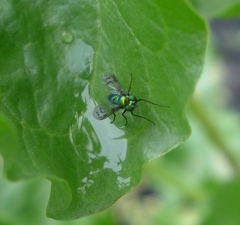 Condylostylus occidentalis
