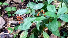 Palicourea racemosa