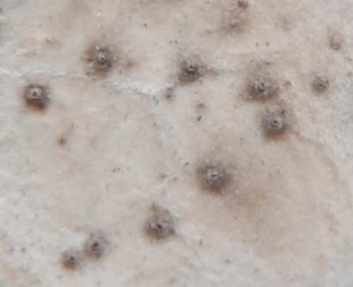 Boeremia hedericola