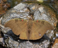 Dophla evelina