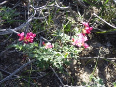 Acmispon grandiflorus grandiflorus