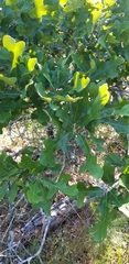 Quercus similis
