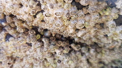 Chthamalus stellatus