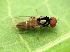Bertamyia notata