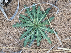 Oenothera primiveris