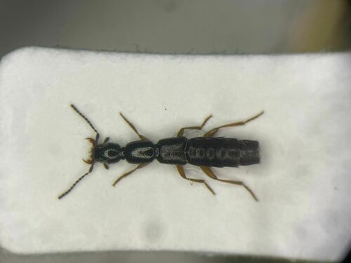 Rove beetle