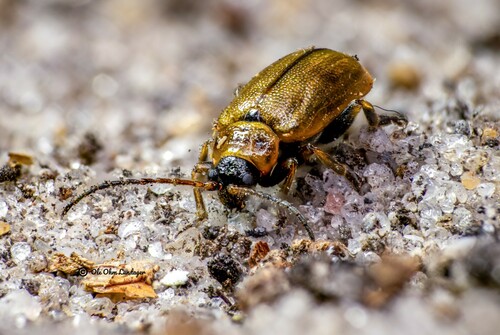 Heather Beetle, photo 9 of 9