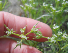 Ammoselinum popei