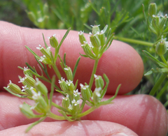 Ammoselinum popei