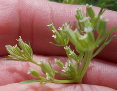 Ammoselinum popei