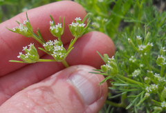 Ammoselinum popei