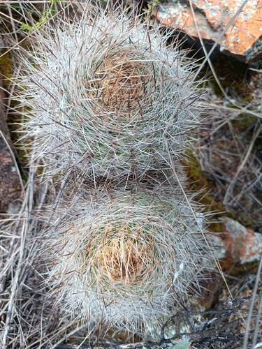 Matucana haynii