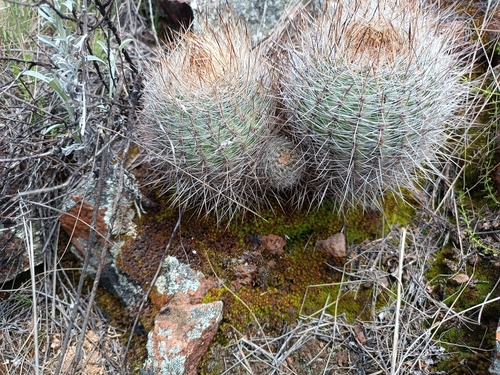 Matucana haynii