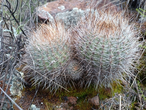 Matucana haynii