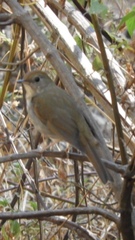 Catharus occidentalis