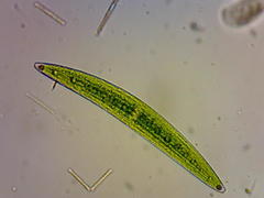 Closterium acerosum
