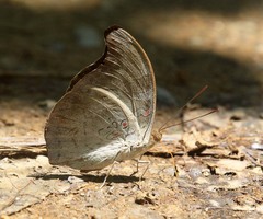 Dophla evelina