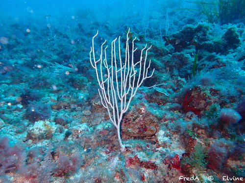 Photo of White gorgonian (Eunicella singularis)