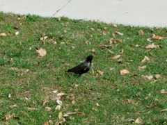 Sturnus vulgaris