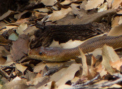 Pantherophis bairdi