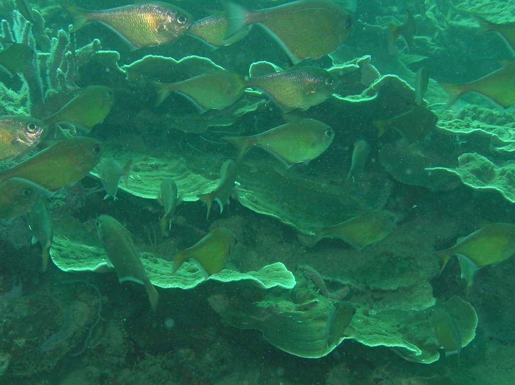 Pempheris adusta
