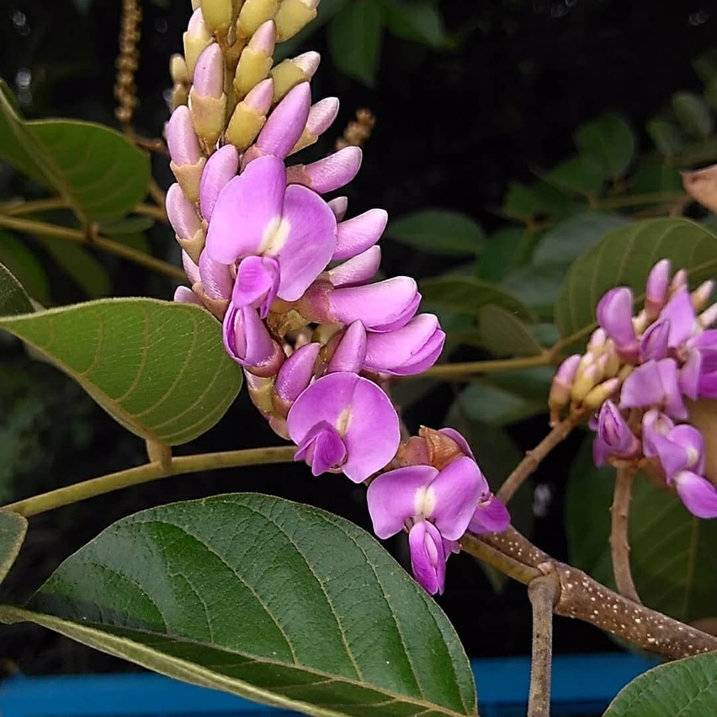 Millettia spec (Millettia spec)