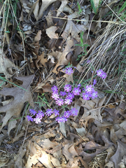 Phlox bifida