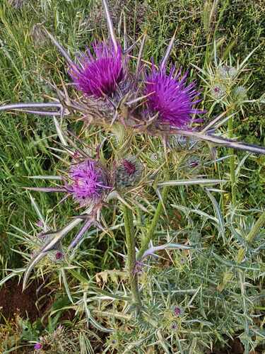 Syrian Thistle