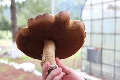 Boletaceae