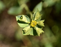 Euphorbia schizoloba