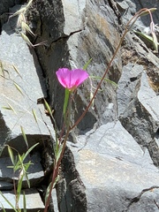 Clarkia gracilis sonomensis