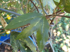 Passiflora trifasciata