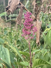 Odontonema callistachyum