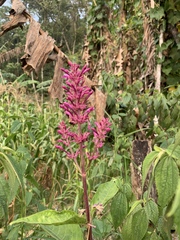 Odontonema callistachyum