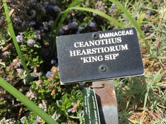 Ceanothus hearstiorum