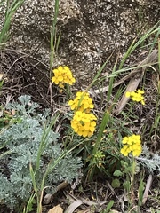 Erysimum franciscanum